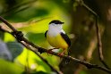 174 Sarapiqui, witkraagmanakin